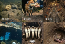 Animal POV AI video tutorial first person underground perspective