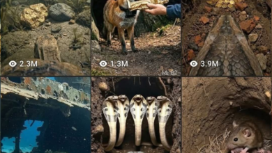 Animal POV AI video tutorial first person underground perspective